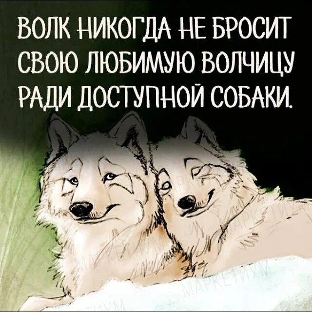 Волчица не позабывшая ребячьих своих забав. Цитаты про Волков и собак. Волчица цитаты. Цитаты волка. Статусы с волками.