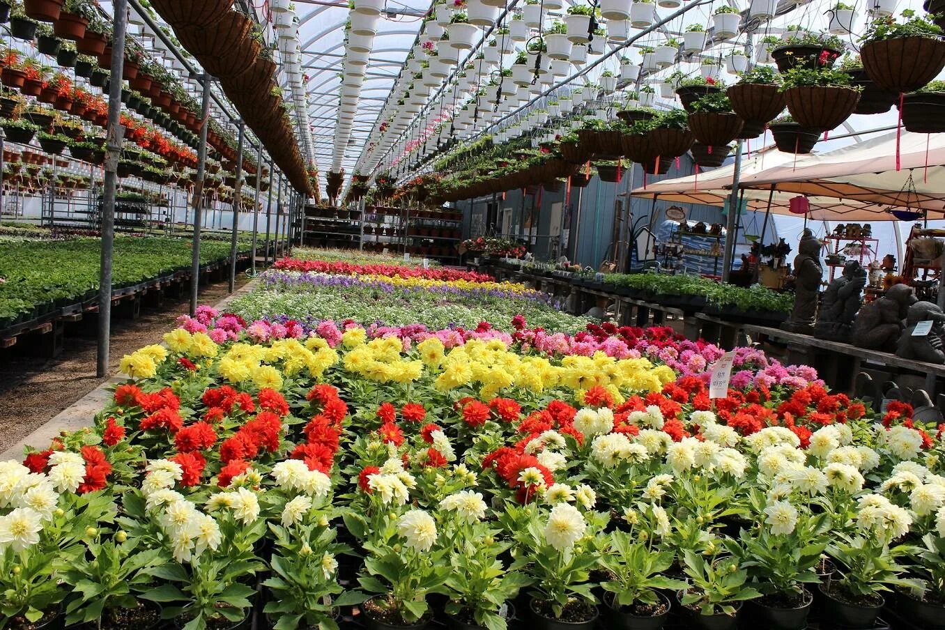 Цветы Эквадор Greenhouses. Оранжерея Ставрополь Цветочная. Тепличные цветы. Цветы в теплице. Выращивание цветов в россии