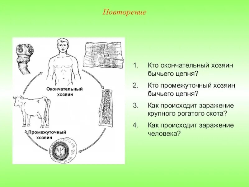 Промежуточный и основной хозяин человек. Свиной цепень окончательный и промежуточный хозяин. Свиной цепень окончательный хозяин. Свиной цепень промежуточный хозяин и окончательный хозяин. Бычий цепень промежуточный хозяин окончательный хозяин.