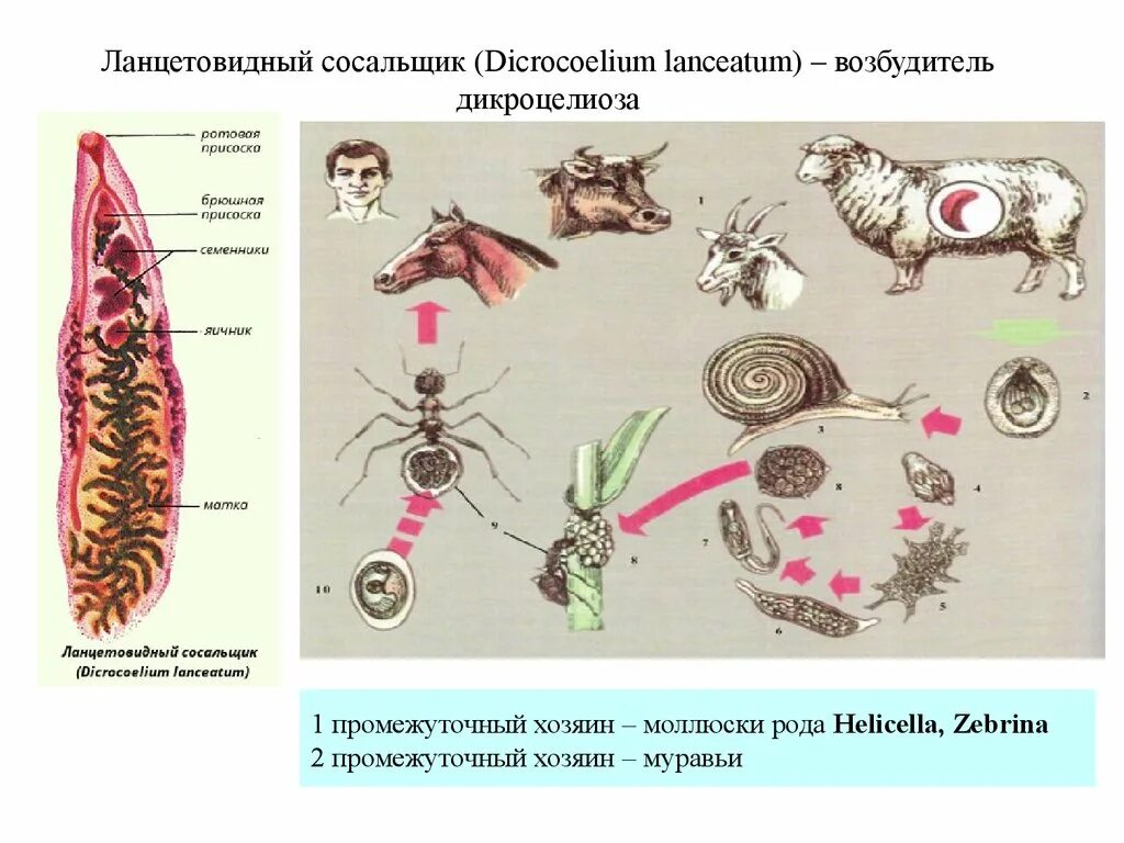 Dicrocoelium lanceatum жизненный цикл. Dicrocoelium lanceatum цикл развития. Окончательный хозяин ланцетовидного сосальщика. Жизненный цикл ланцетовидной двуустки схема. Личиночных стадий сосальщиков