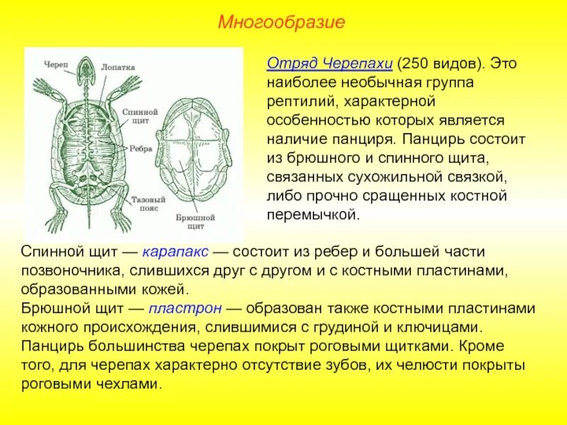 Строение красноухих черепах. Строение черепахи сухопутной. Строение панциря красноухой черепахи. Наличие панциря признака. Строение панциря черепахи.