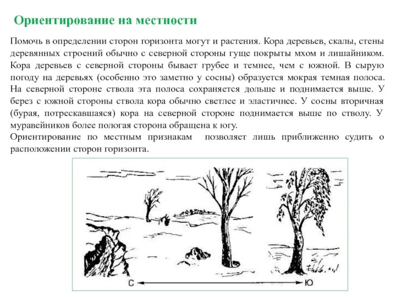 С какой стороны ветви деревьев гуще. Ориентирование на местности по растениям и животным. ориентирование на местности кора деревьев. ориентирование на местности в условиях автономного существования. определение сторон горизонта по растительности.