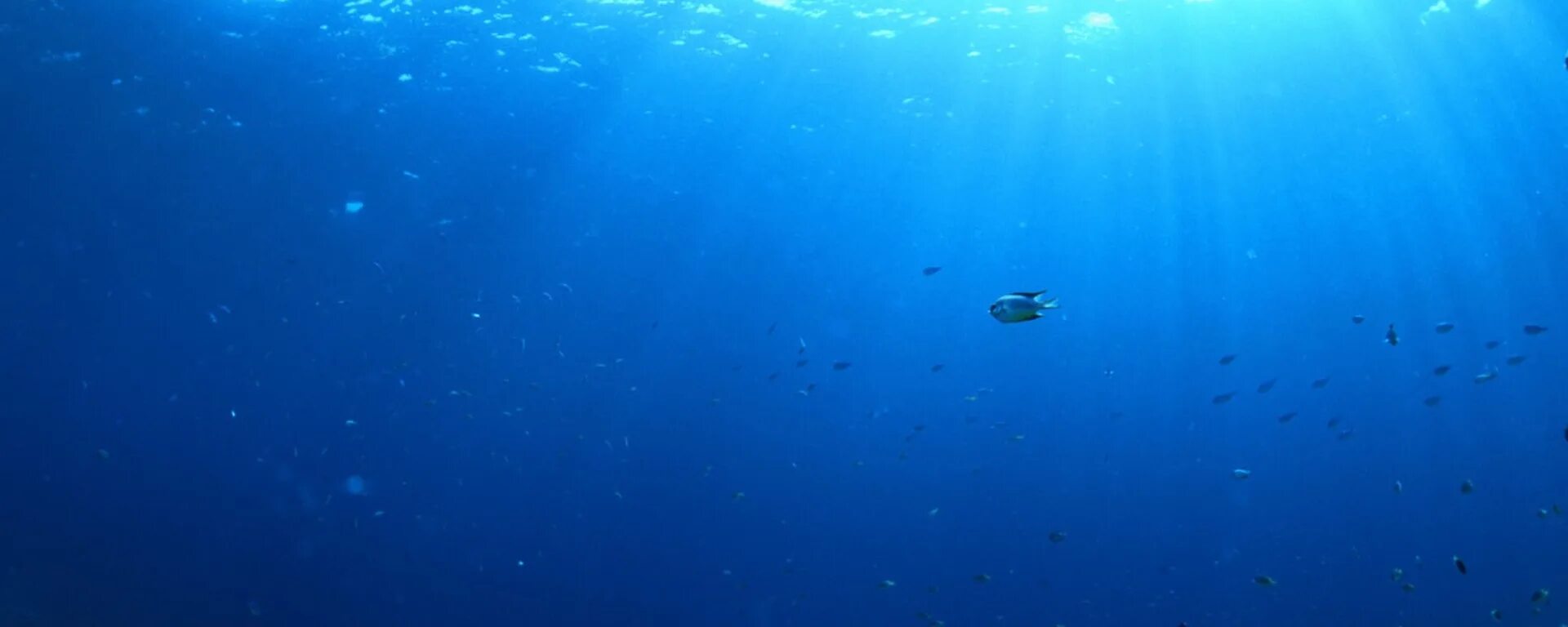 Тихий океан 2024. Фото дна океана с пузырями воздуха. Красивые обои на андроид длиный175 162 размер дельфины и дно океана. Water Silencers.
