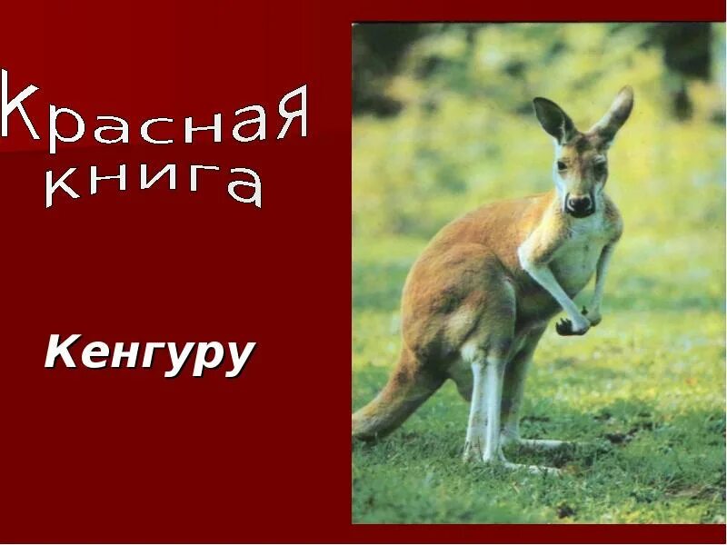 Кенгуру подобрать прилагательное. Кенгуру. Кенгуру красная книга. Кенгуру занесен в красную книгу. Красный кенгуру.