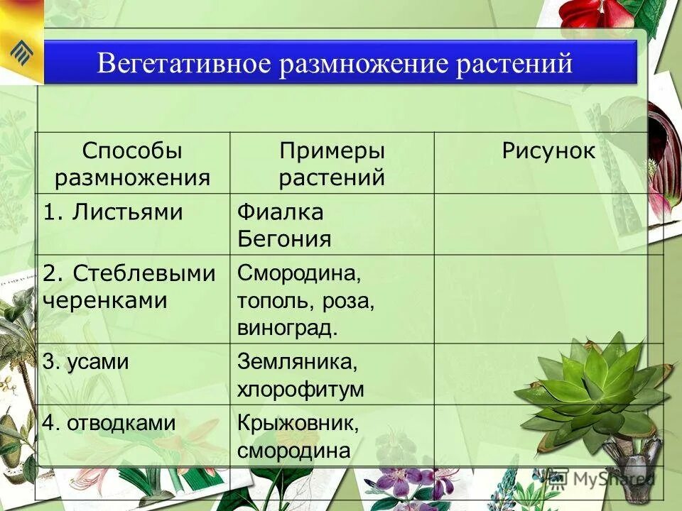 5 форм вегетативного. Вегетативное размножение способы вегетативного размножения таблица. Способы вегетативного размножения комнатных растений. Вегетативное размножение комнатных растений таблица. Способы вегетативного размножения с примерами.