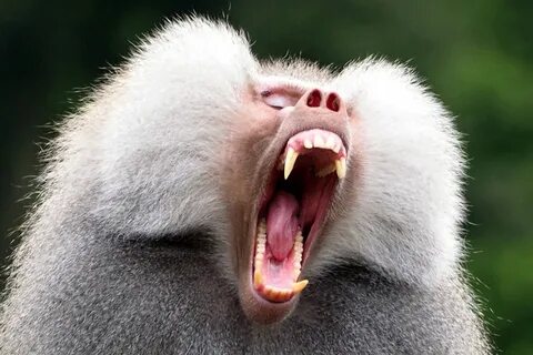 Scary baboon