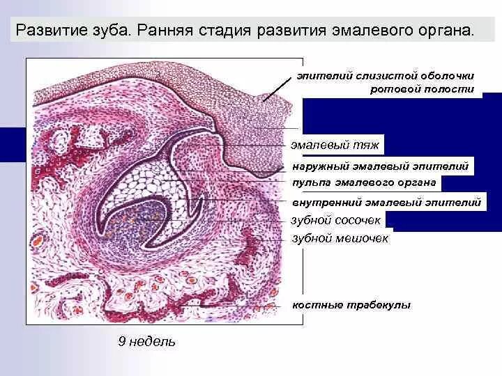 Стадии развития зуба. Ранняя стадия развития зуба гистология препарат. Развитие зуба эмалевый орган гистология. Развитие зуба эмалевый орган гистология препарат. Развитие зуба эмалевый орган ранняя стадия.