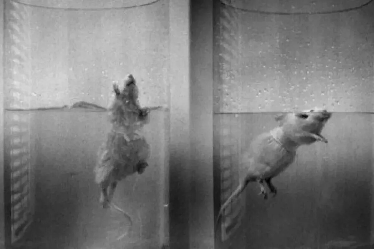 Экспериментатор поместил домовую мышь. Курт Рихтер эксперимент. Курт Рихтер эксперимент с крысами. Эксперимент с крысами в воде. Крыса в бассейне.