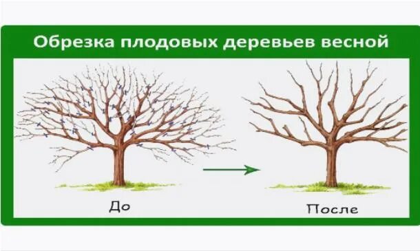 Схема подрезки плодовых деревьев. Принципы обрезки плодовых деревьев схема. Обрезать абрикос весной. Обрезка плодовых деревьев весной яблони. Схема обрезки плодовых деревьев весной.
