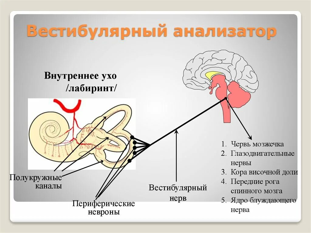 Схема строения вестибулярного анализатора. Вестибулярная сенсорная система схема. Строение анализатора вестибулярного аппарата схема. Строение анализатора вестибулярного аппарата. Внутреннее ухо кровообращение