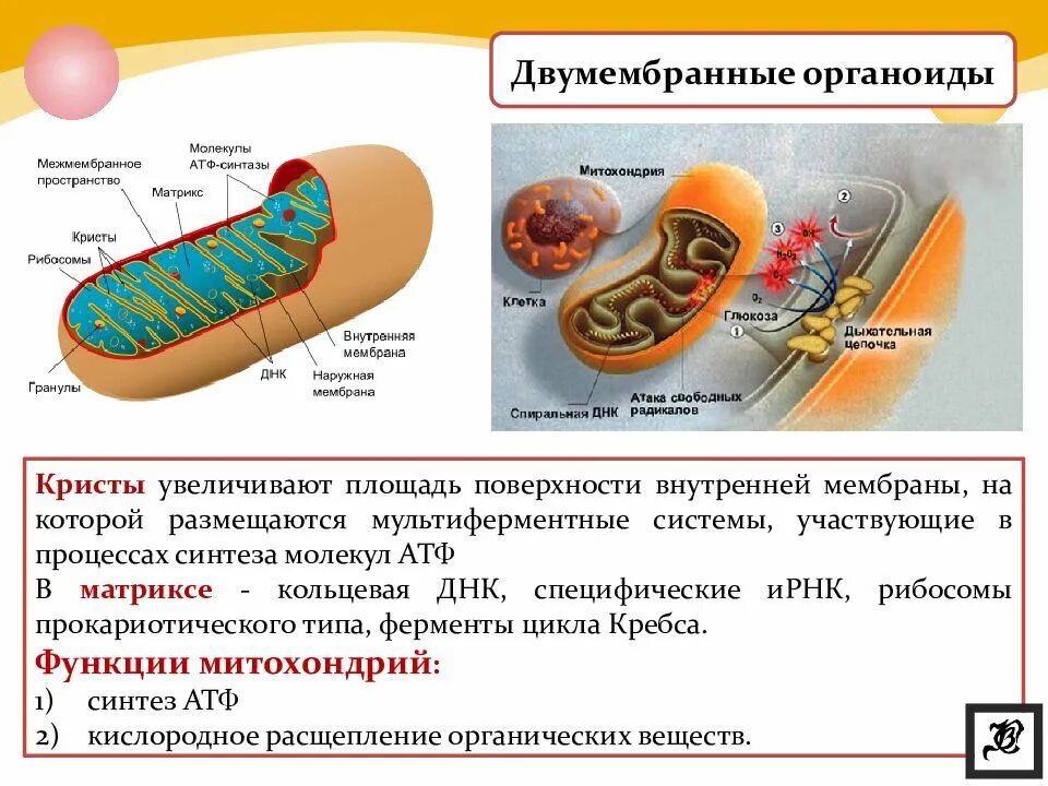 Митохондрии синтезируют атф. Строение двумембранные органеллы. Строение двумембранных органоидов и их функции. Двумембранные органоиды клетки структура. Клеточная мембрана это двумембранный органоид.