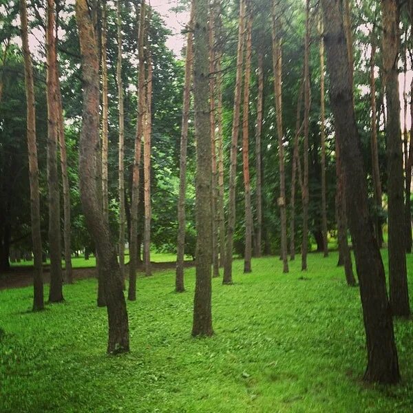 Деревня сосенки сосновая улица. Парк Сосенки Нагорная. Парк Сосенки Москва. Парк Сосенки Нахимовский проспект. Парк Сосенки Саратов.