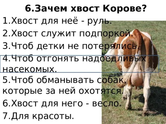 Гонять телят значение. Хвост коровы. Зачем нужен хвост корове?.