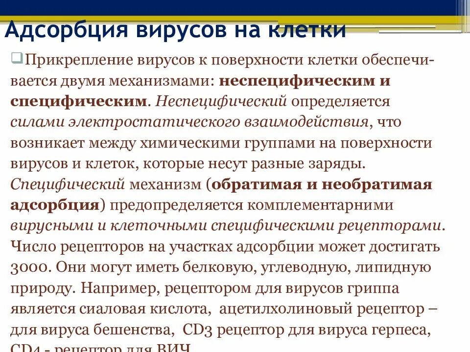 Адсорбция вируса. Прикрепление адсорбция вирусов. Специфическая и неспецифическая адсорбция вирусов. Специфическая адсорбция вируса. Адсорбция вируса на клетке.