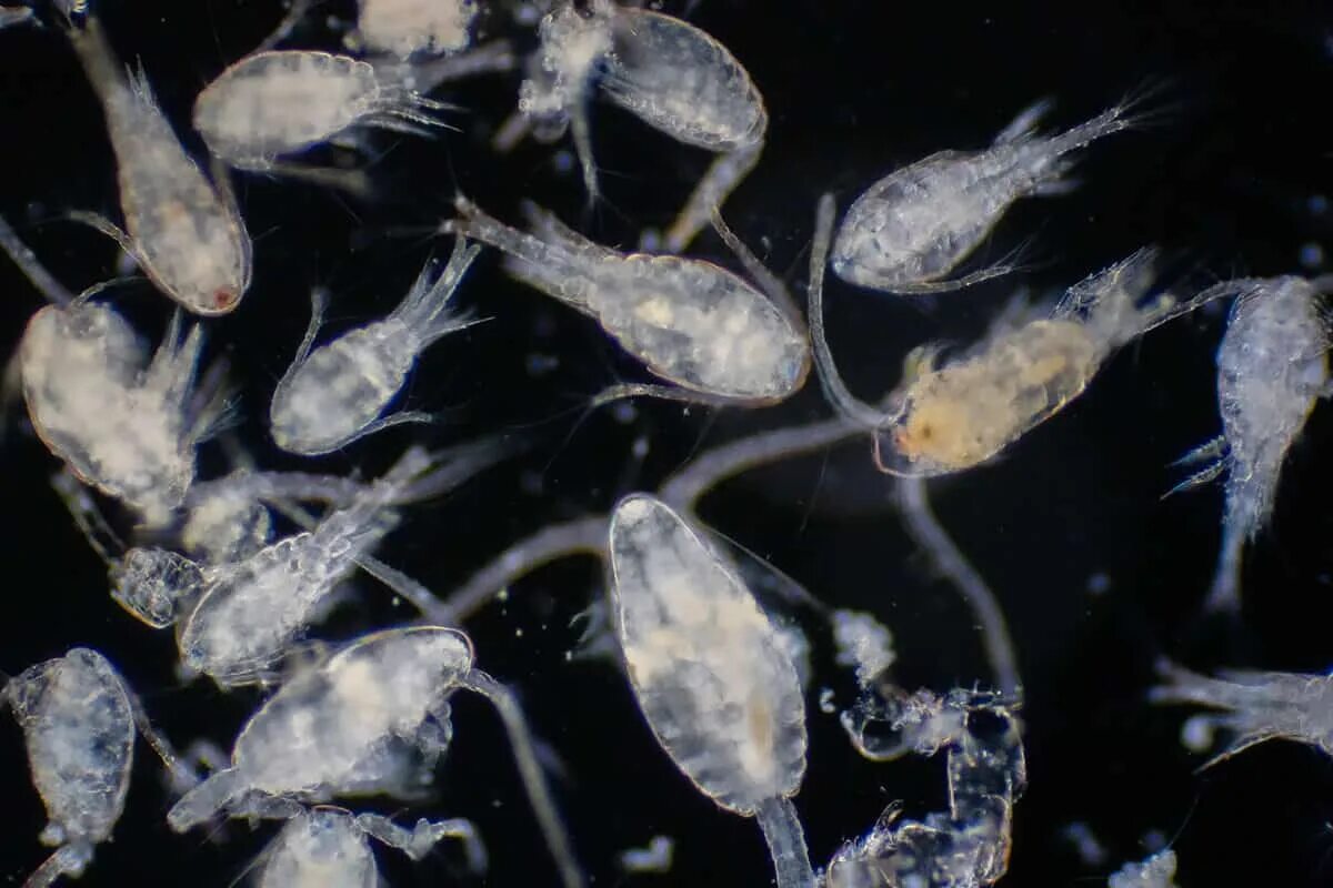 Зоопланктон пресных водоемов. Зоопланктоны ракообразные. Мариниум зоопланктон. Студенистый зоопланктон. Зоопланктон пресных вод.