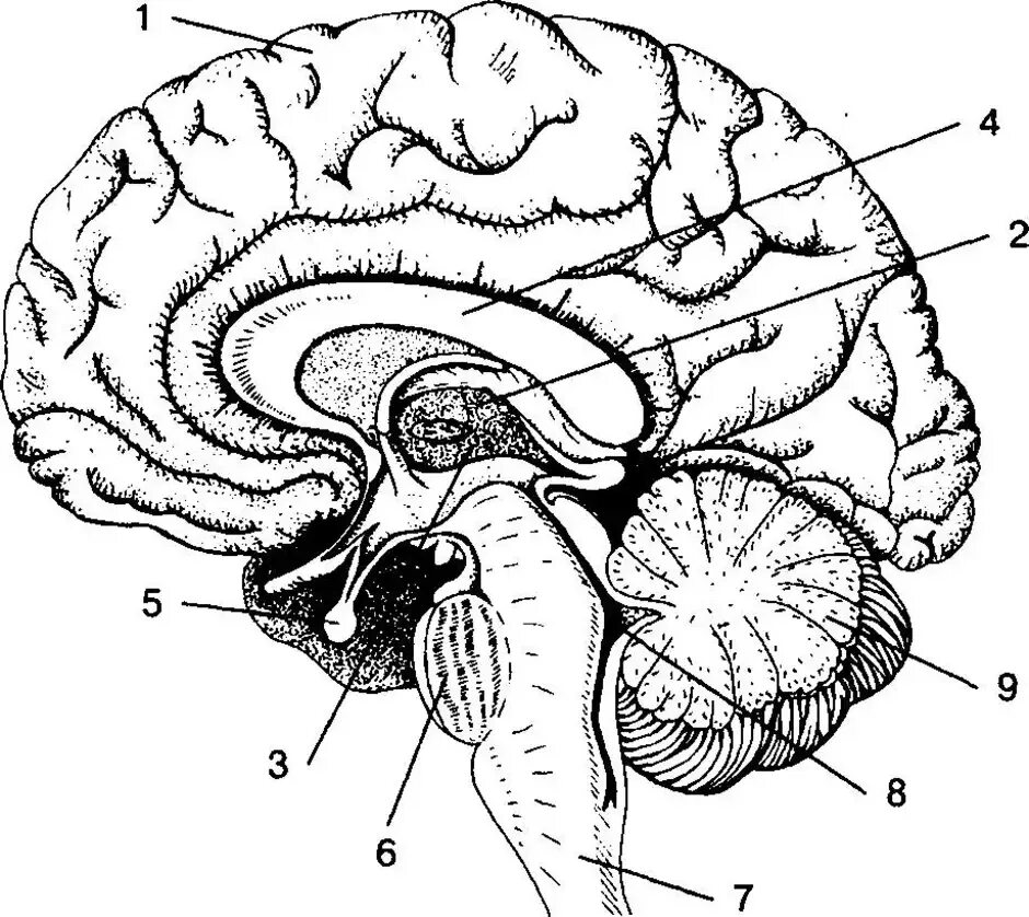 Большое полушарие мозолистое тело мост гипоталамус. Сагиттальный разрез головного мозга человека. Строение головного мозга сбоку. Гипофиз Сагиттальный срез. Строение головного мозга с подписями.