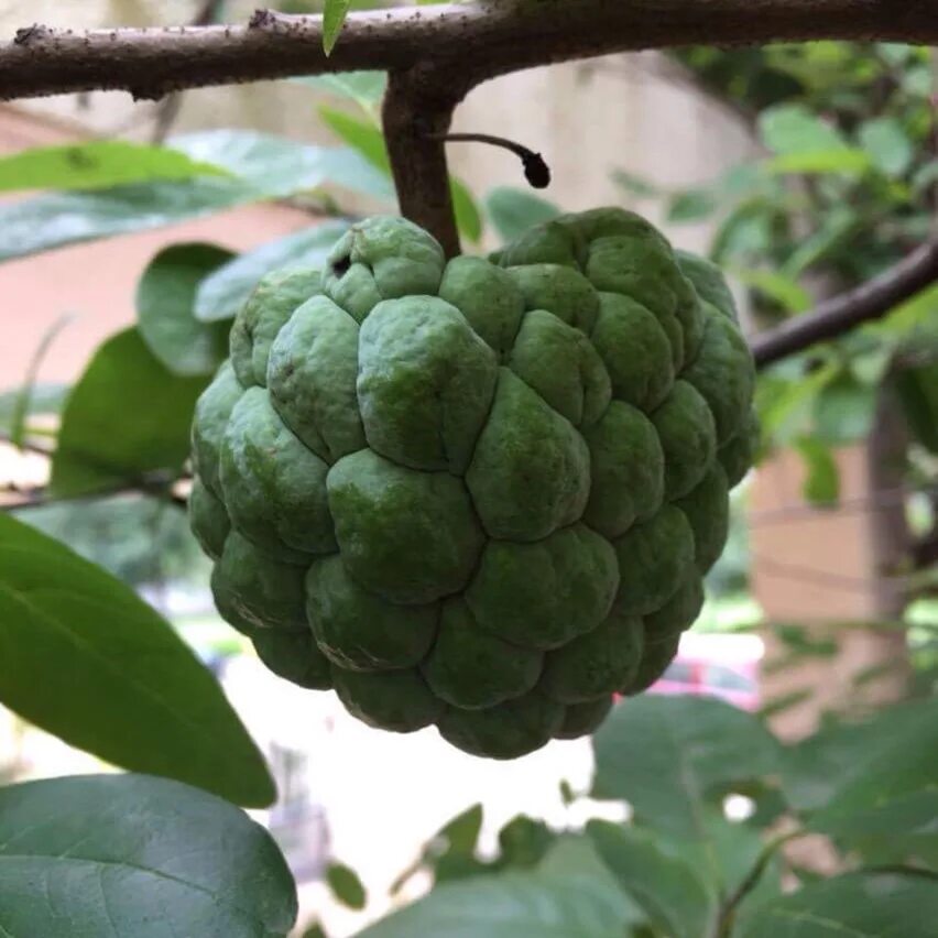 Фрукт рода аннона. Аннона НОЙНА. Сахарное яблоко Эшта. Аннона сквамоза. Annona squamosa дерево.