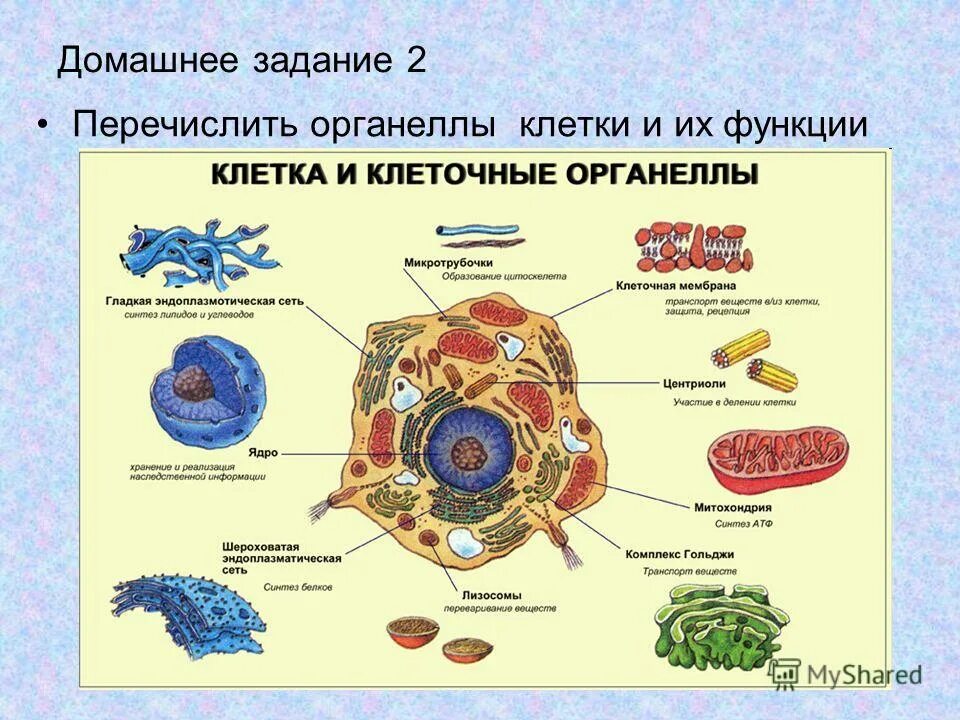 Какие есть функции клетки. Клетка и клеточные органеллы. Основные органеллы клетки. Функции органелл клетки. Строение и функции органелл клетки.