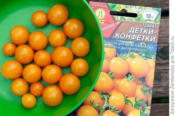 Детки у помидоров. Томат чудо детки. Томат конфетка. Томат детки конфетки. Детки у помидоров.