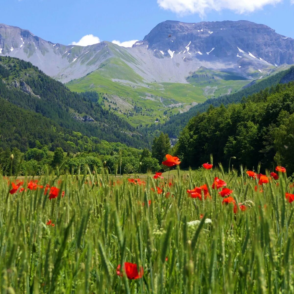 Цвет альпы