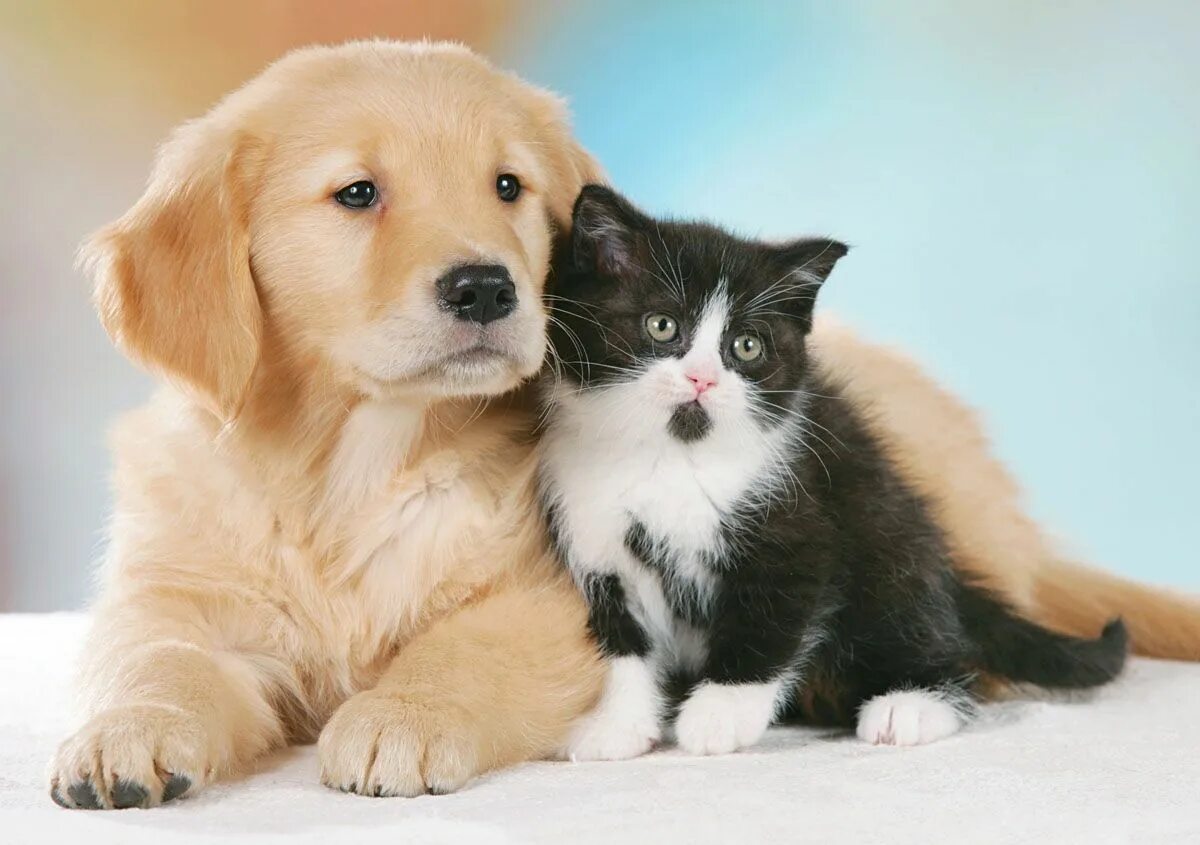 Класс собаки кошки. Кошки и собаки. Собаки и кошки и их цвет. Ретривер и черная кошка. Собака с кошкой милые п.