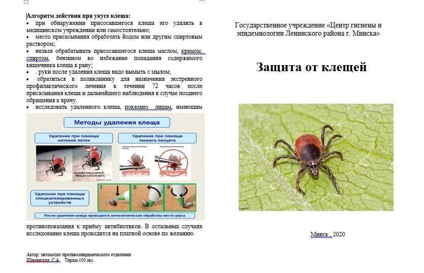 Обитание клещей. Самка энцефалитного клеща.