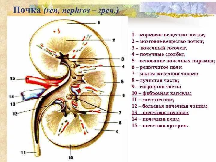 Лоханка латынь. Лучистая и свернутая часть коркового вещества почки. Строение коркового вещества почки. Внутреннее строение почки Лучистая часть. Корковое и мозговое вещество почки.
