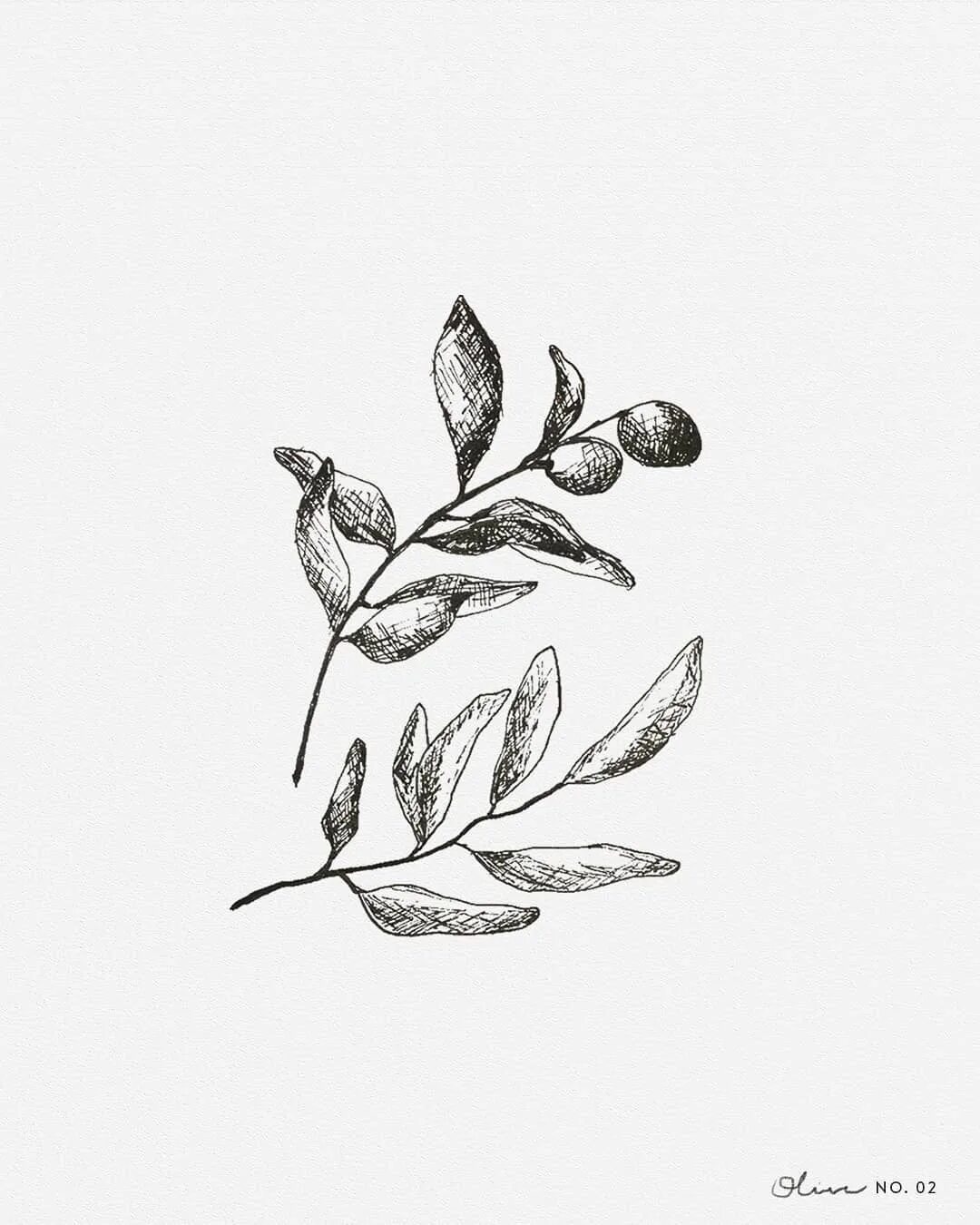 Веточка рисунок. Веточка оливы тату эскиз. Ветка гравюра. Ветка оливки эскиз. Веточка скетч.