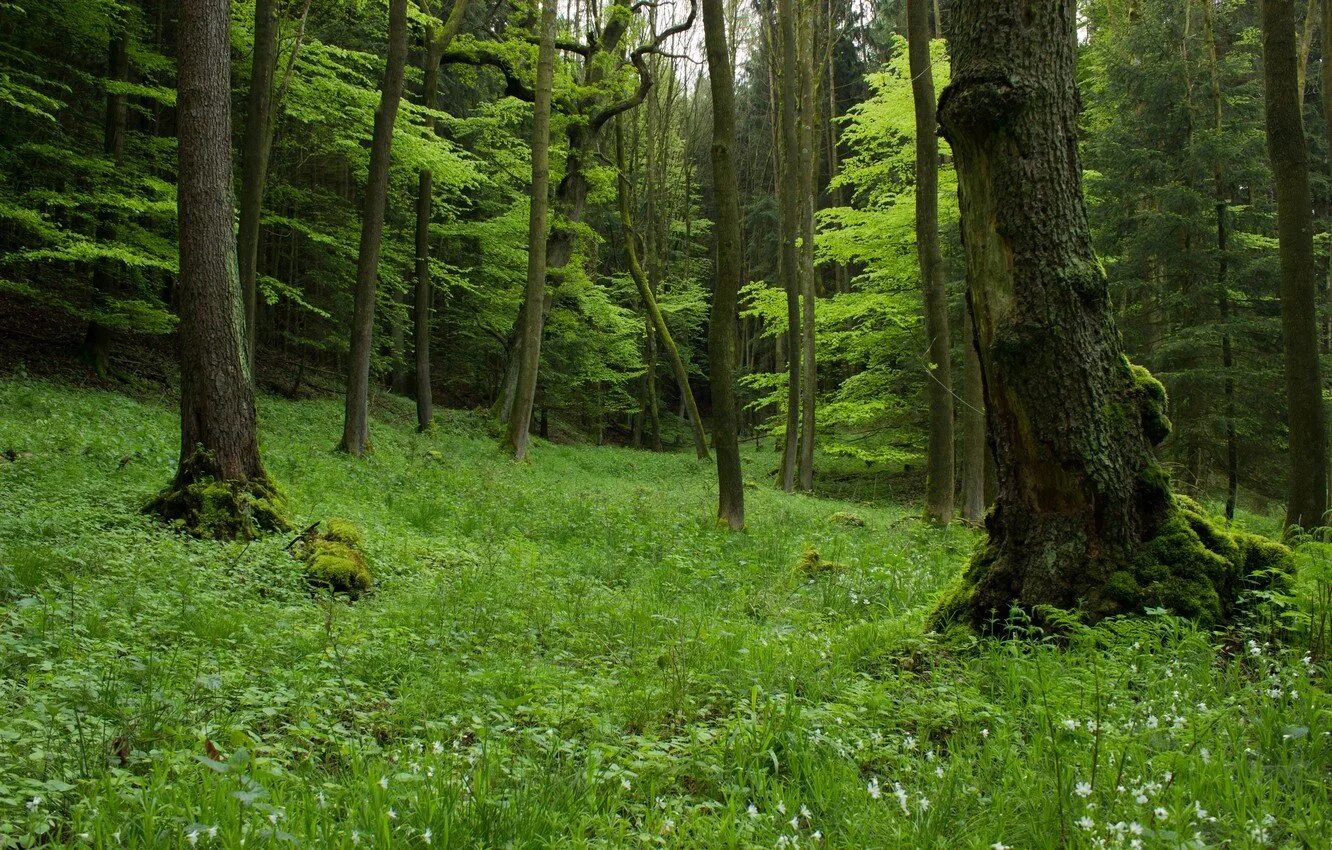 Трава в лесу. Лесные травы. Фото лес трава. Луг в лесу. Лесная поляна 66.