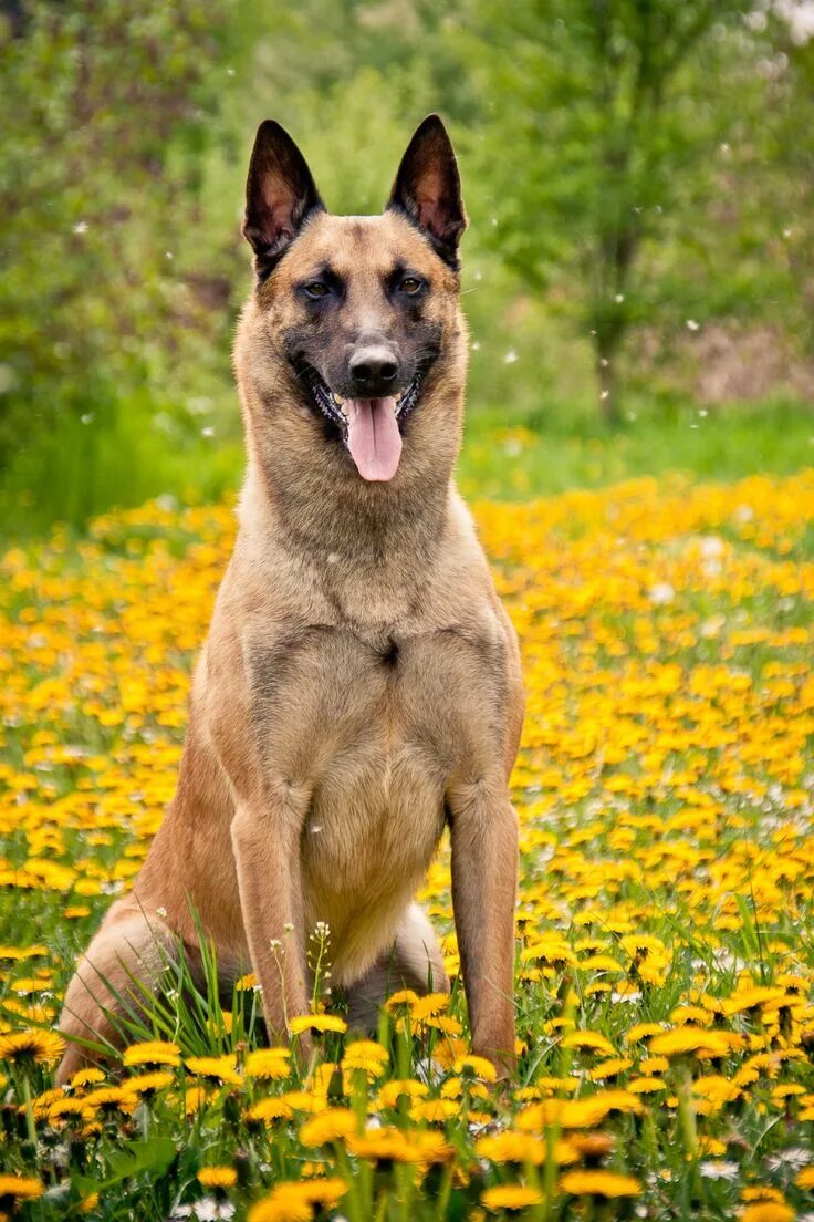 Malinois Dog Breed Appearance,Health,Activities and Other Information Malinois, 