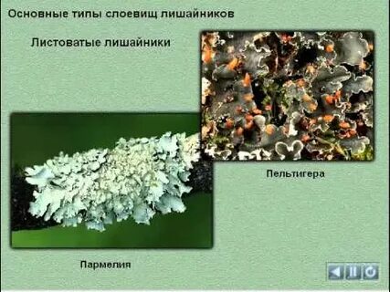Различают два основных типа слоевищ лишайников