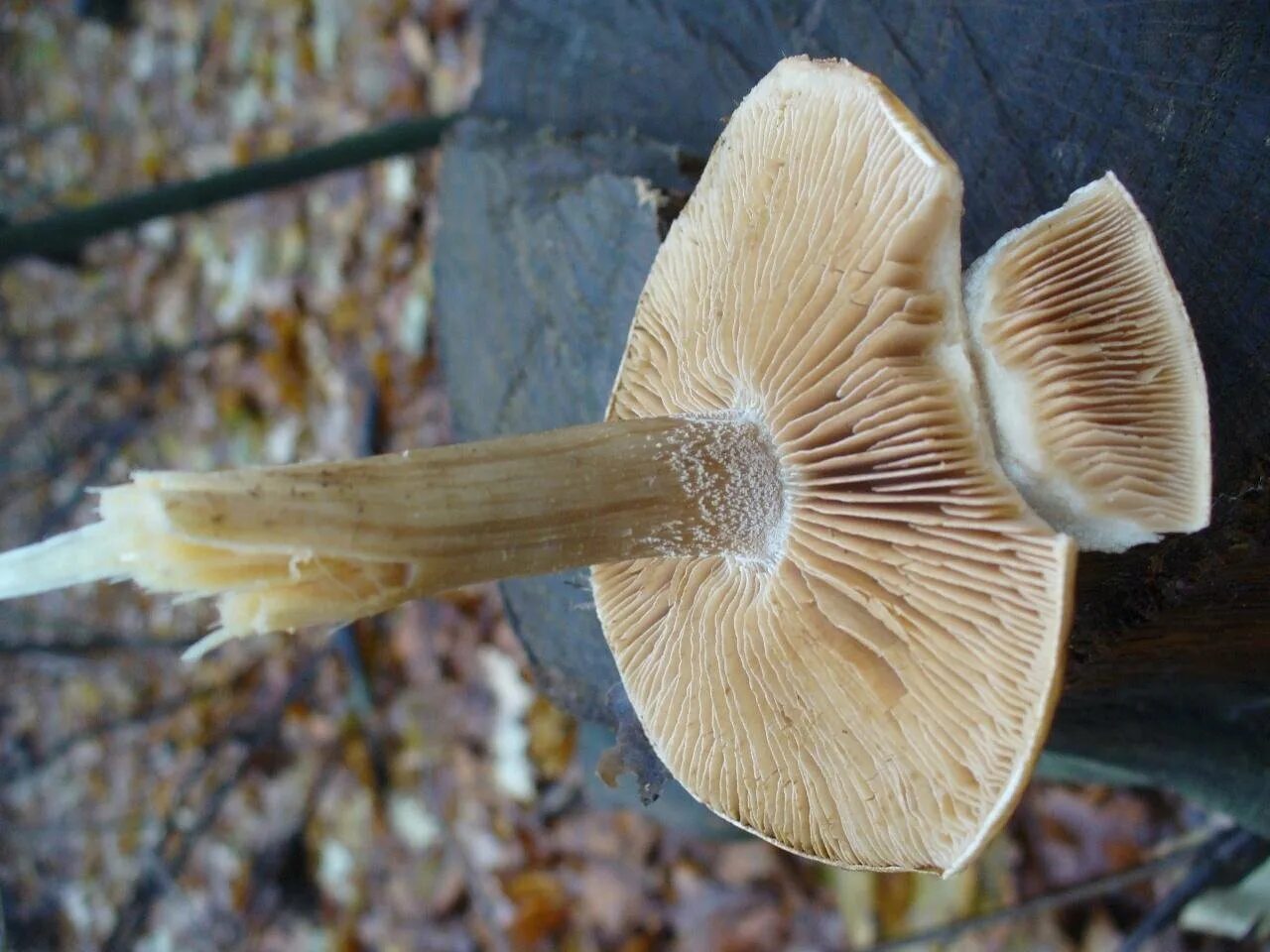 Липкий гриб. Гебелома клейкая hebeloma crustuliniforme. Лимацелла клейкая гриб. Млечник гигрофоровидный. Гебелома клейкая hebeloma crustuliniforme.