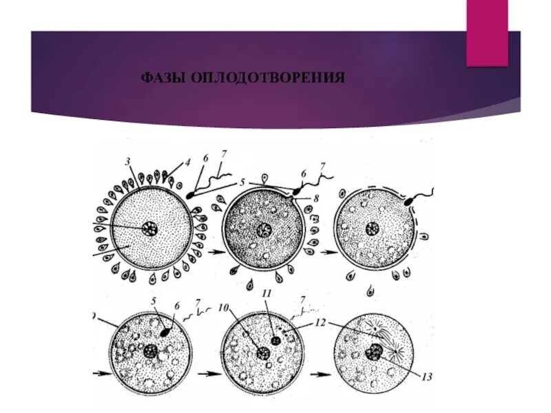 Процесс за которым следует оплодотворение. Схема процесса оплодотворения человека. Процесс оплодотворения основные стадии. Фазы оплодотворения таблица. Характеристика фаз оплодотворения.