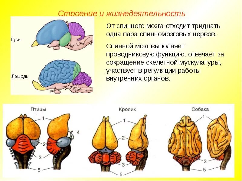 Нервная система млекопитающих 8 класс. Мозжечок головного мозга млекопитающих. Строение головного мозга млекопитающих. Функции отделов головного мозга позвоночных животных. Строение и функции головного мозга животных.