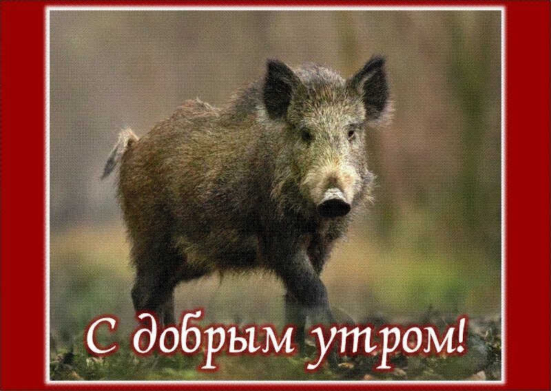 Песня кабана и доброго добро. Кабанчик бежит. С добрым утром свинья. Песня кабана и доброго добро. Кабан ютубер.