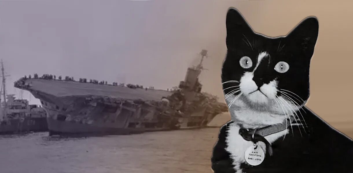 Непотопляемый сэм корабельный кот. Кот с линкора бисмарк непотопляемый сэм. Кот оскар непотопляемый. Непотопляемый сэм кот. Непотопляемый сэм на бисмарке.