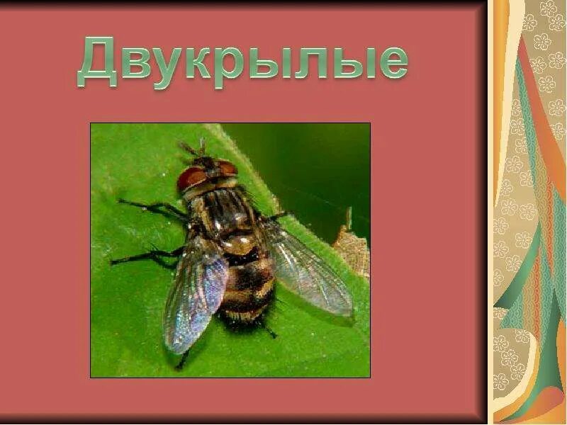 Двукрылые размер. Доклад двукрылые титульный лист по биологии. развитие двукрылых.