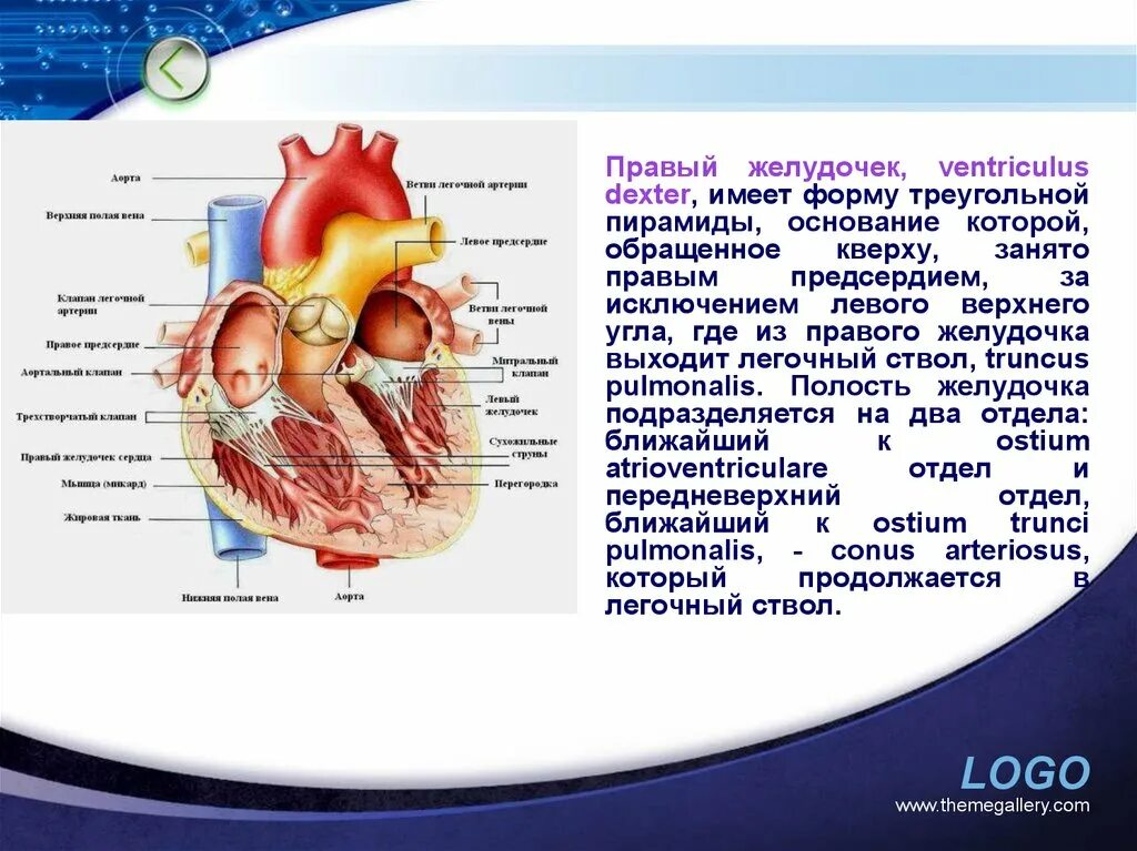 Правый желудочек сердца (ventriculus Dexter):. Выводной отдел правого желудочка. Правый желудочек легочный ствол. Легочный ствол выходит из правого желудочка. Правый желудочек отделен от правого предсердия