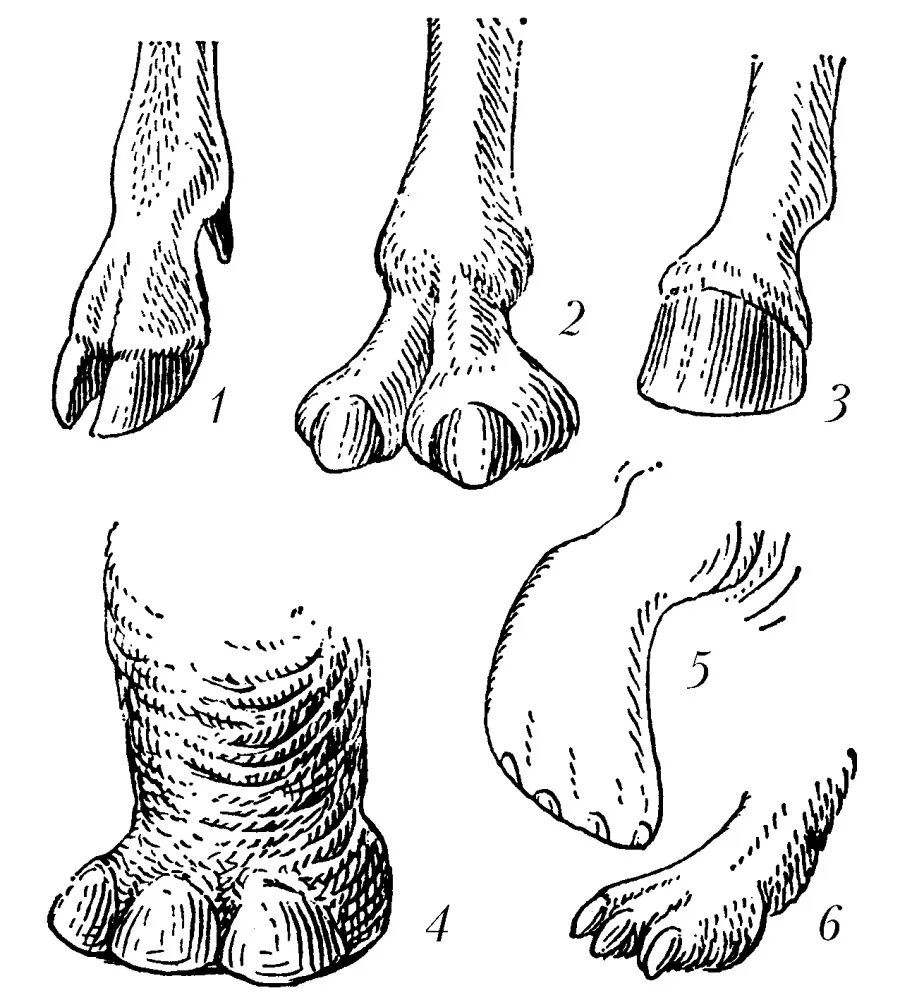 Парнокопытные копыта анатомия. Непарнокопытные строение желудка. Строение копыта парнокопытных. Непарнокопытные скелет. Копытный рог
