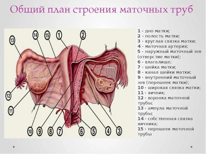 Женская половая труба. Анатомическое строение маточной трубы. Перешеек маточной трубы анатомия. Маточное отверстие строение. Маточное отверстие маточной трубы анатомия.