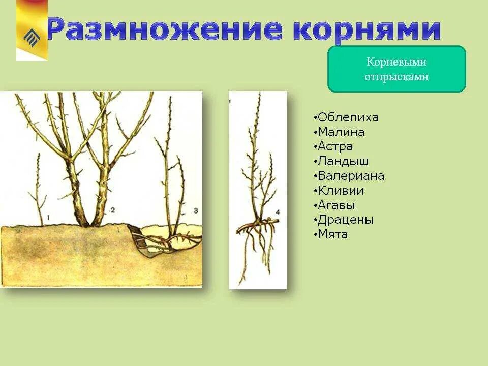 Размножение корневыми побегами. Укоренение корневыми отпрысками малина. Размножение корневыми черенками. Размножение корневым отпрыском. Размножение корневыми отпрысками.