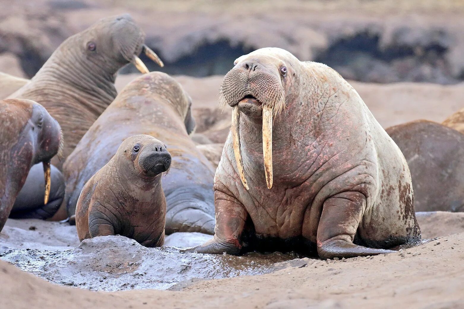 Лаптевский морж. Атлантический моржонок. Морж моржиха и моржонок. Атлантический подвид моржа.