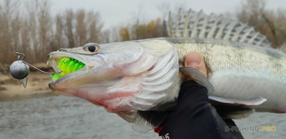 Рыбалка на озере. Судак рыба зимой. Судак у уза. Куйбышевское водохранилище рыбалка. Рыба 34 ахтуба.