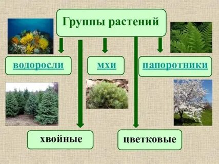 Самая примитивная группа растений