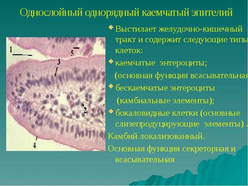 Однослойный кубический каемчатый эпителий. Призматический эпителий желудка. Многорядный мерцательный эпителий. Однослойный однорядный столбчатый эпителий. Призматический реснитчатый эпителий.