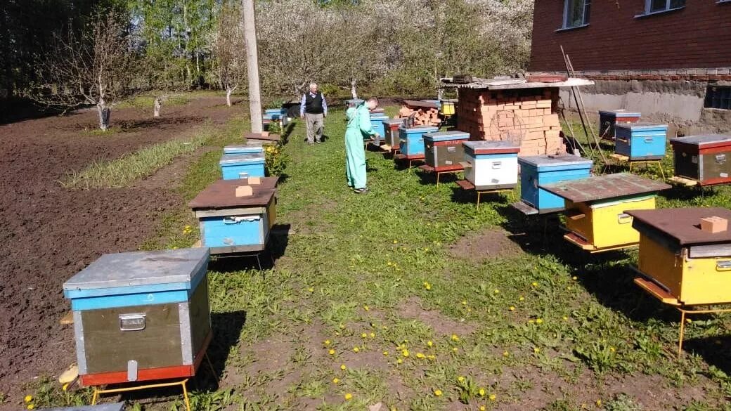 Пасека в Шацком районе Рязанской области. Рязанская пчела пчеловод. Пчеловодство в Рязанской области. Пчеловоды Рязанской области. Купить пчел в рязанской области