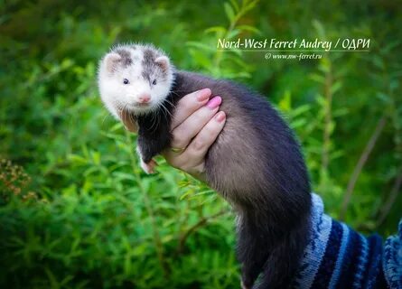 Scan ferret