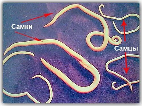 Аскариды острицы нематоды. Аскаридоз,анкилостомидоз,некатороз,энтеробиоз.