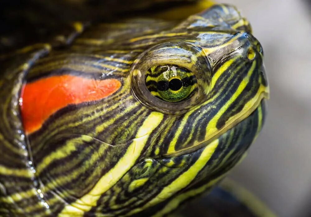 Сколько лет живут красноухие. Красноухая черепаха. Красноухая Пресноводная черепаха. Черепаха красноухая черепаха. Красноухие Черепашки.
