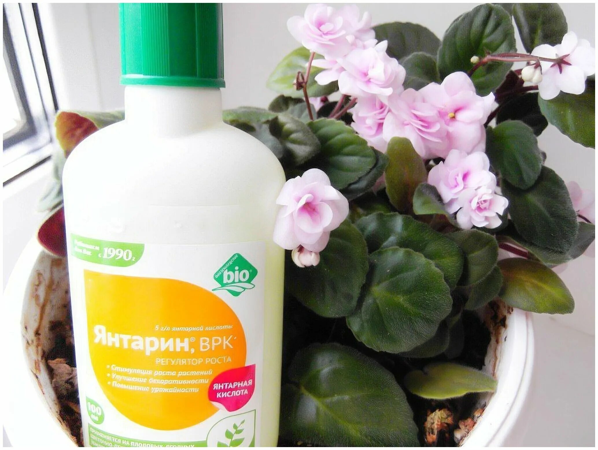 Полив янтарной комнатных. Янтарная кислота для комнатных цветов в таблетках. Янтарная кислота для орхидей. Янтарная кислота для растений в таблетках. Янтарная кислота полить растения.